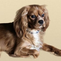 Harvey - Cavalier King Charles Spaniel