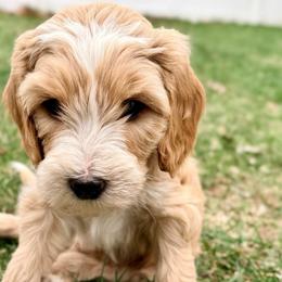 Goldendoodle puppies from Homestead Family Doodles