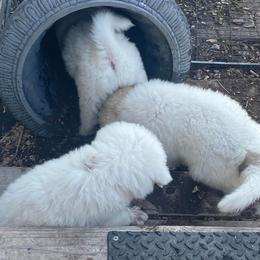 Anatolian Pyrenees and Goldendoodle Puppies from Up Shinn Creek