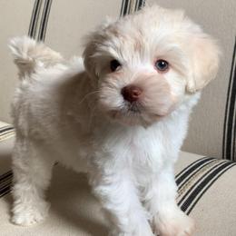 Tully - White female Miniature Schnauzer puppy in Mc Allen, Texas from True Love Schnauzers