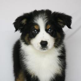 Santa - Black tri-color male Australian Shepherd puppy in Richmond, Texas from Big Zen Aussies