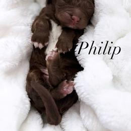 Philip - Chocolate male Goldendoodle puppy in Arizona from Coats of Many Colors LLC