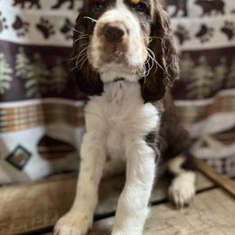 English Springer Spaniel Puppies from Kaveman Springers