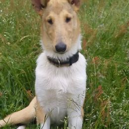 Collies from Saclema Collies
