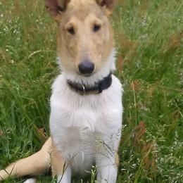 Collies from Saclema Collies