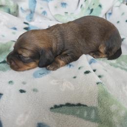 Boy 1 - Red male Dachshund puppy in Graniteville, South Carolina from AB Doxies