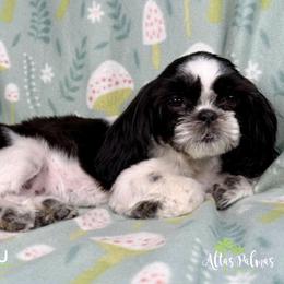 Shih Tzu Puppies from Altas Palmas Shih Tzu