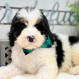Tubby - Tri-color male Bernedoodle puppy in Hegins, Pennsylvania from Bubbling Springs Doodles, LLC
