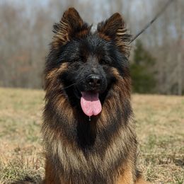 German Shepherds from Twin Oaks German Shepherds