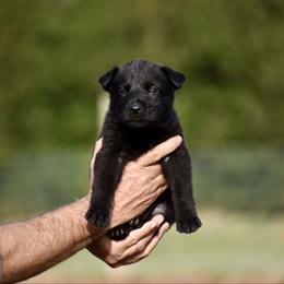 No collar - Sable female German Shepherd puppy in Cherryville, North Carolina from Masky Kennel
