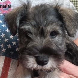 Purple Collar Female - Salt and pepper female Miniature Schnauzer puppy in Asheville, North Carolina from Farbe Miniature Schnauzers