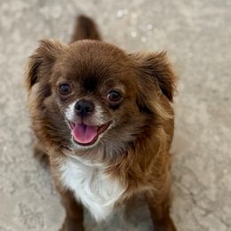 Jingle - Chihuahua