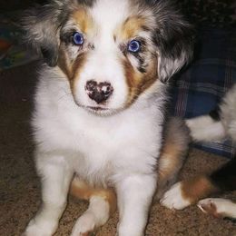 Australian Shepherd Puppies from Diamond Aussies N the Rough