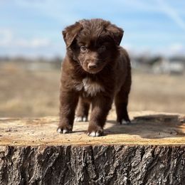 Australian Shepherd Puppies from 2Harts Aussies