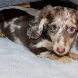 Dachshund Puppies from Haven Ridge Doxies