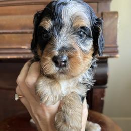 Bluey - Tri-color female Bernedoodle puppy in Superior, Arizona from Mountain Bridge Doodles