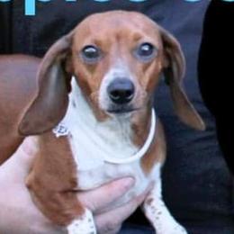 Remi - Dachshund