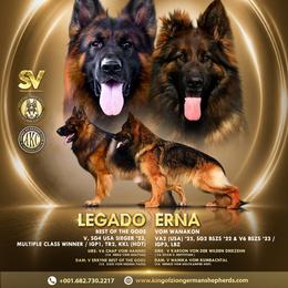 Dark pink female - Black and red female German Shepherd puppy in Alvarado, Texas from King Of Zion German Shepherds