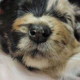 Australian Shepherd Puppies from Summit Australian Shepherds