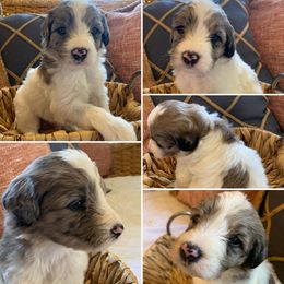 Boy 3 - Aussiedoodle puppy in Decatur, Alabama from Flint Creek Doodles