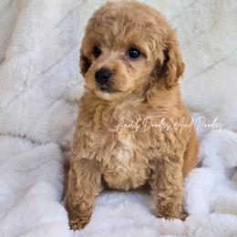 Inferno - Apricot female Poodle puppy in Cleveland, Georgia from Jam's Doodles And Poodles