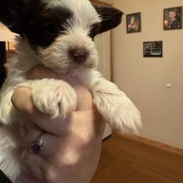 Crumpet chocolate parti - Parti male Yorkshire Terrier puppy in Lamar, Missouri from RJ’S Classy Yorkies