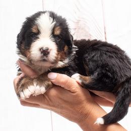 Grey Collar Female 5000 - Black rust and white female Bernese Mountain Dog puppy in Collinsville, Texas from Berner Dynasty