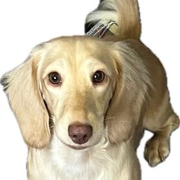 Moxie - Dachshund