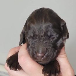 Labradoodle Puppies from Molly’s Doodles