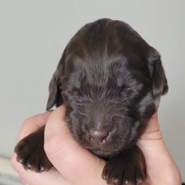 Labradoodle Puppies from Molly’s Doodles