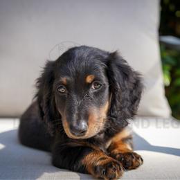 Jagger - Black and tan male Dachshund puppy in Temecula, California from Naomi Magee's Dachshund Kennel