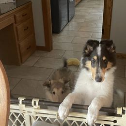 Collie Puppies from Goldsun Collies