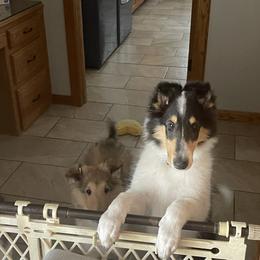 Collie Puppies from Goldsun Collies