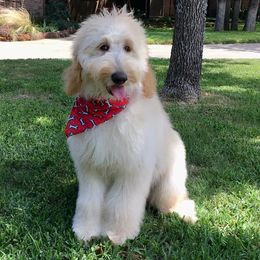 Goldendoodles from Pecan Creek Goldendoodles