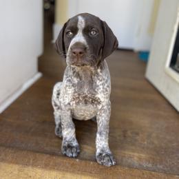 German Shorthaired Pointer Puppies from Fireheart German Shorthaired Pointers