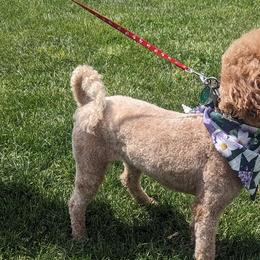 Cavalier King Charles Spaniels, Cavapoos, and Poodles from Puppy Adventures LLC