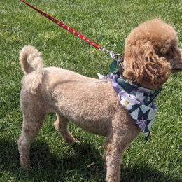 Cavalier King Charles Spaniels, Cavapoos, and Poodles from Puppy Adventures LLC
