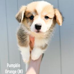 Orange - Pumpkin - Red male Pembroke Welsh Corgi puppy in Milan, Georgia from Williams’ Welsh Corgis LLC