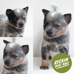 Ryekin (Be a goldfish litter) - Blue speckled male Australian Cattle Dog puppy in Gatlinburg, Tennessee from Greenbrier