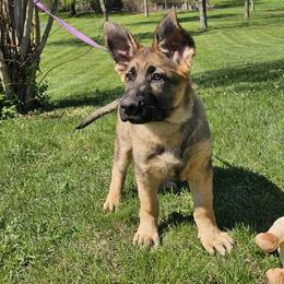Purple puppy - Sable male German Shepherd puppy in Littlestown, Pennsylvania from Victory Circle German Shepherds