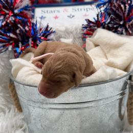 Pink - Yellow female Labrador Retriever puppy in Heath Springs, South Carolina from Rich Hill Retrievers