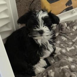 Havanese from Eorzea Havanese