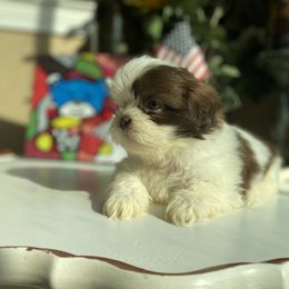 Girl 2 - female Shih Tzu puppy in Troy, Michigan from "Shihtzu Best Friend"