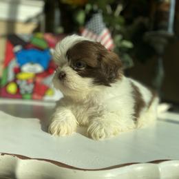 Girl 2 - female Shih Tzu puppy in Troy, Michigan from "Shihtzu Best Friend"