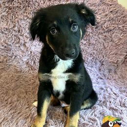 Snickers - Black tri male Miniature American Shepherd puppy in Millington, Tennessee from Goading Glee Glade