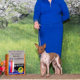 Ahsoka - American Hairless Terrier