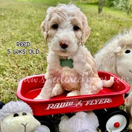 Reed - Fawn and white male Sheepadoodle puppy in Cambridge, Ohio from Sweet Creek Pups