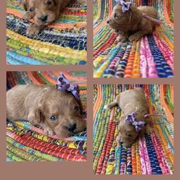 Girl 3 - Apricot female Cavapoo puppy in Harrah, Oklahoma from Sunshines Pomeranians & Cavapoos