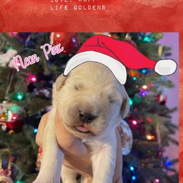 Golden Retriever Puppies from Ruff Life Goldens