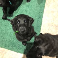 Flat-Coated Retriever Puppies from Beacon's Flat-Coated Retrievers